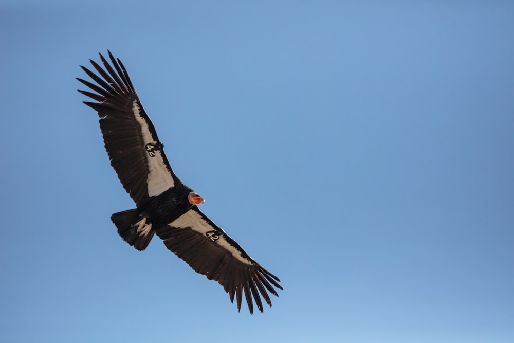 uccello nero che vola durante il giorno