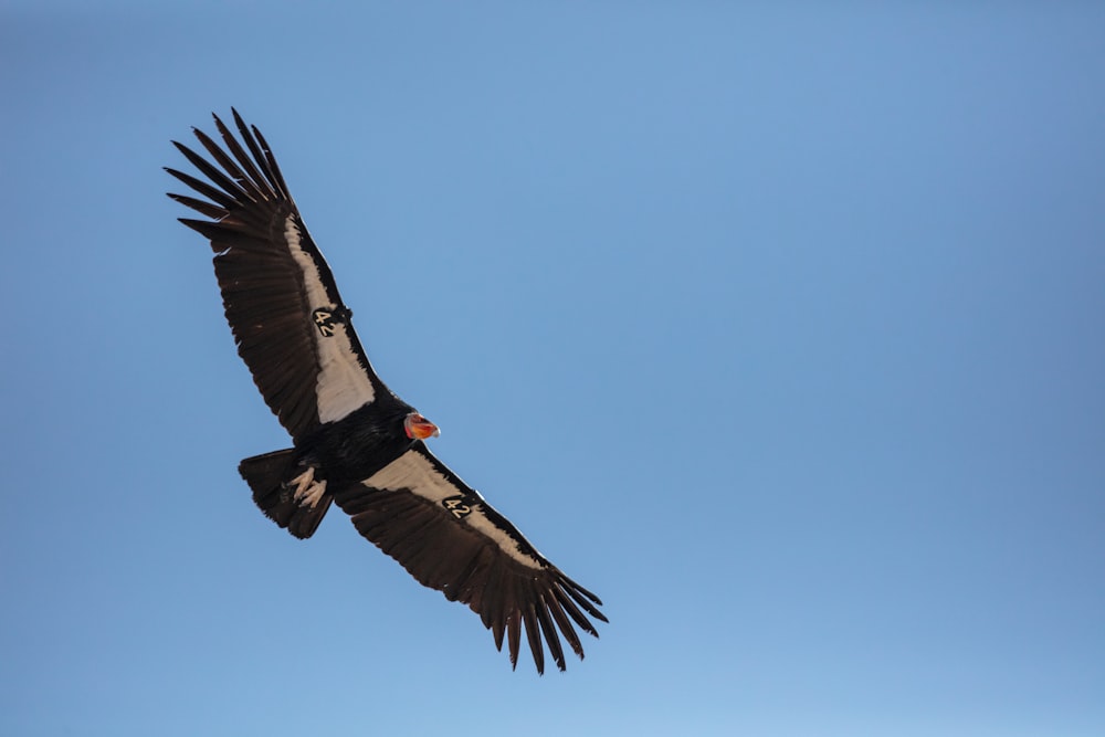 black bird flying during daytime