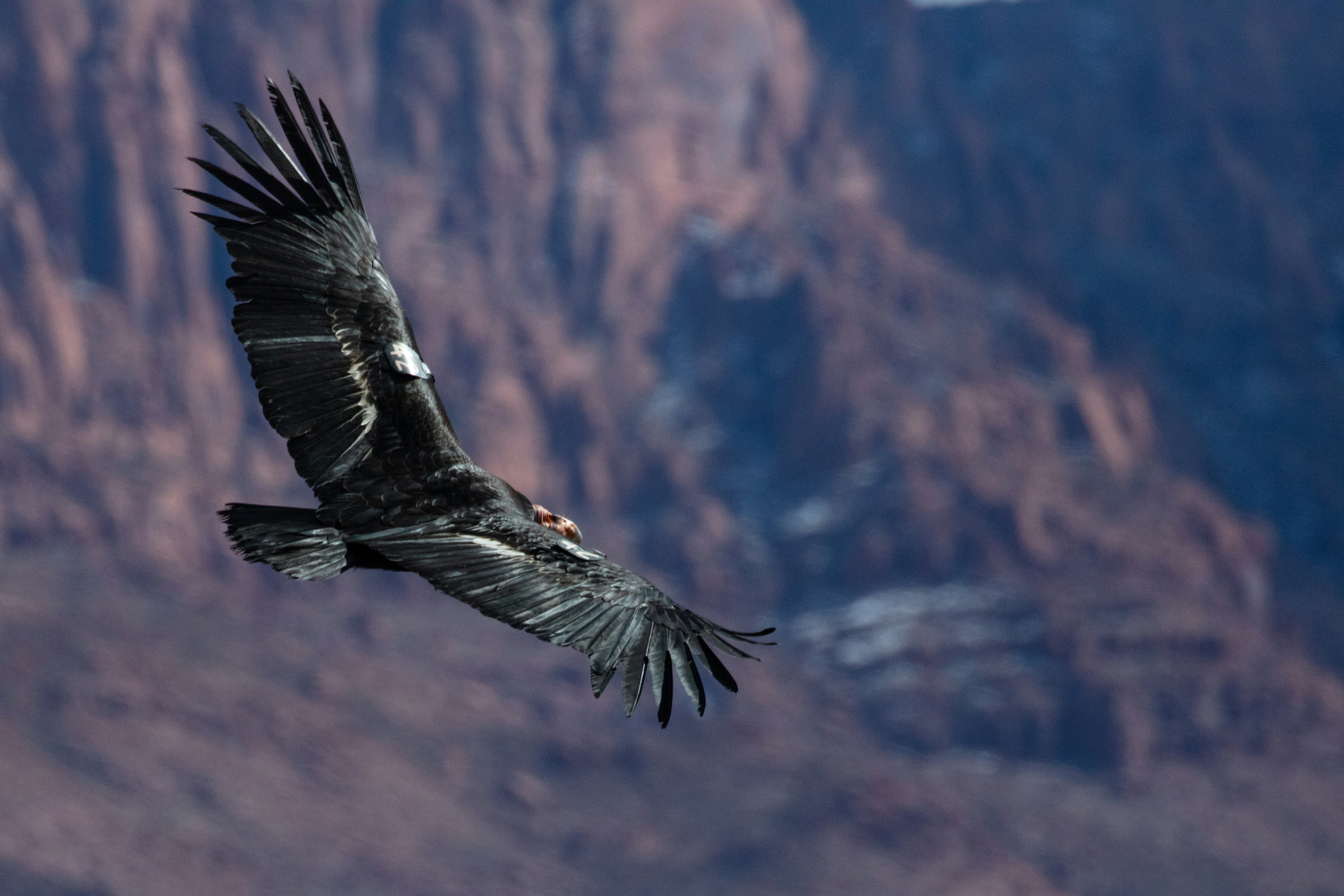black and white eagle flying over the mountain during daytime, 