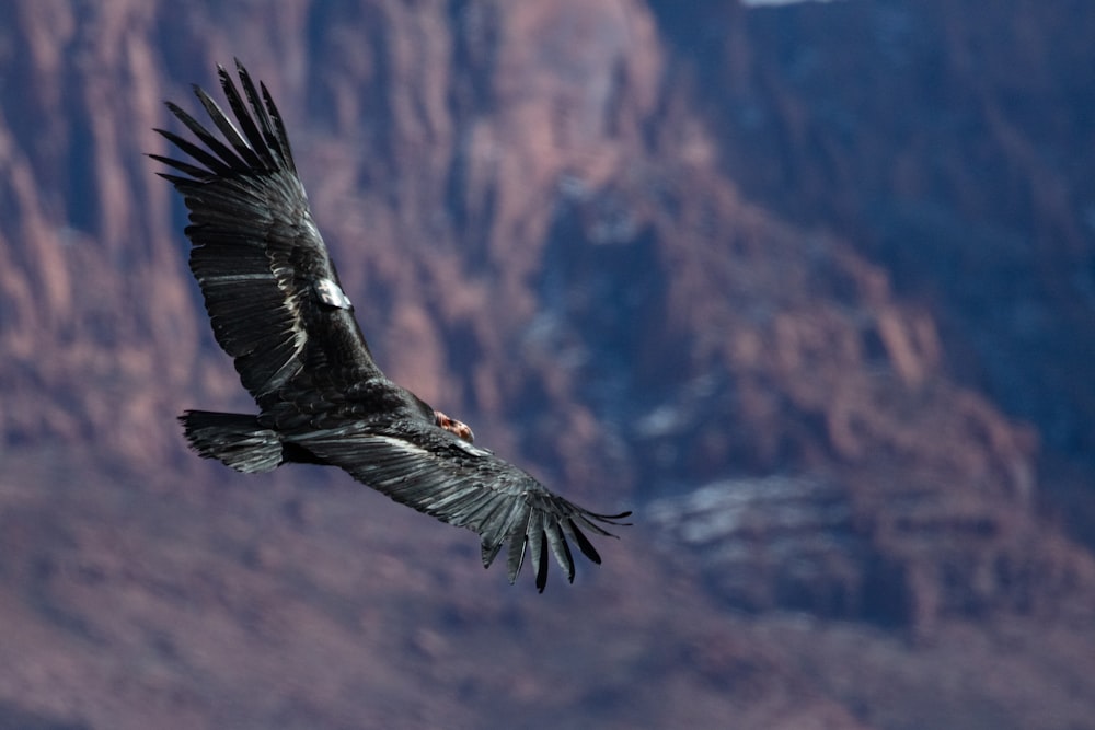 aquila bianca e nera che sorvola la montagna durante il giorno