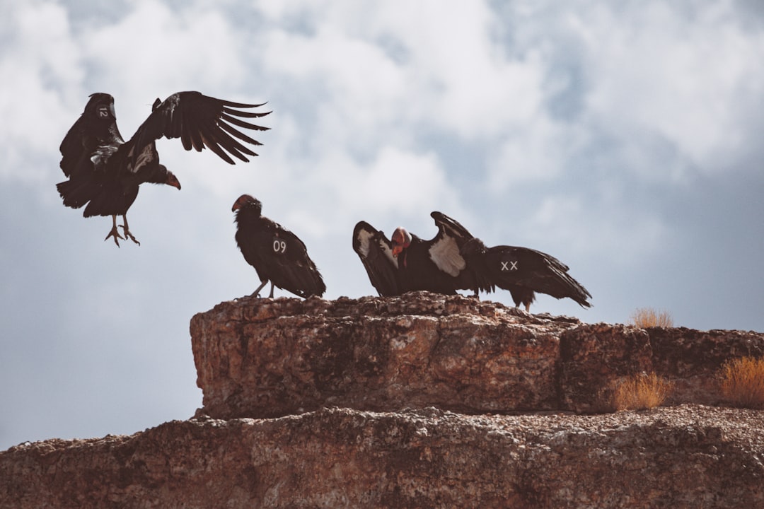 black and white birds on brown rock