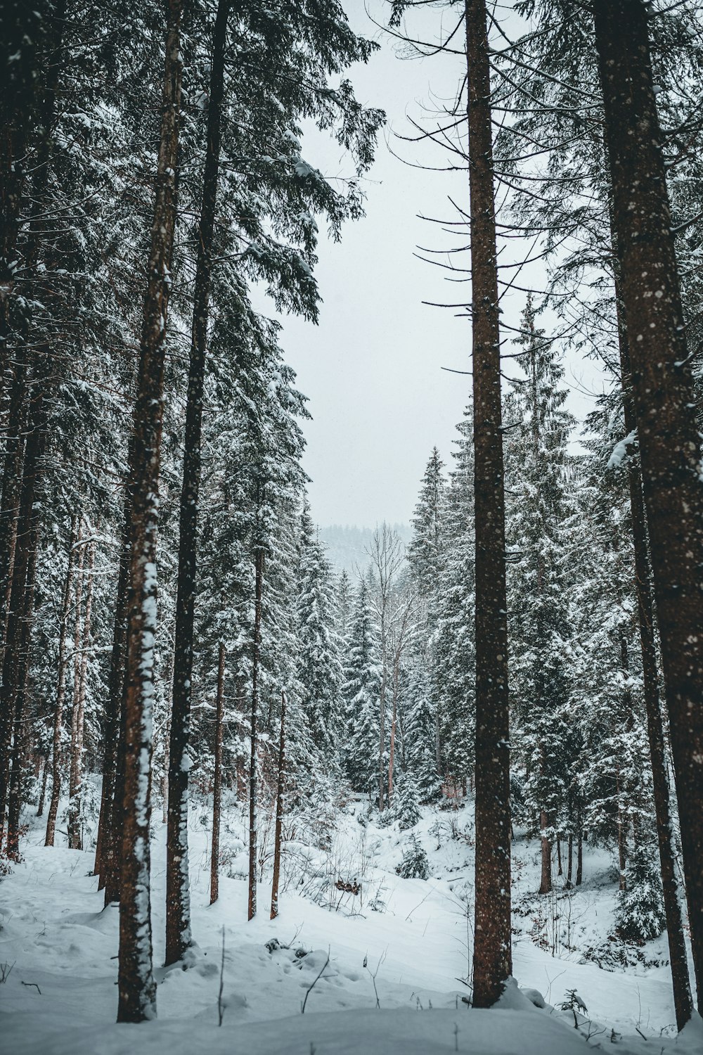 snow covered trees during daytime