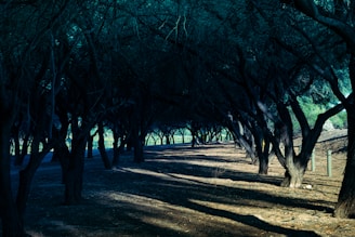 A serene, dark forest environment rendered in pixel art with subtle lighting.