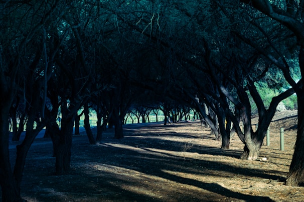 A serene, dark forest environment rendered in pixel art with subtle lighting.