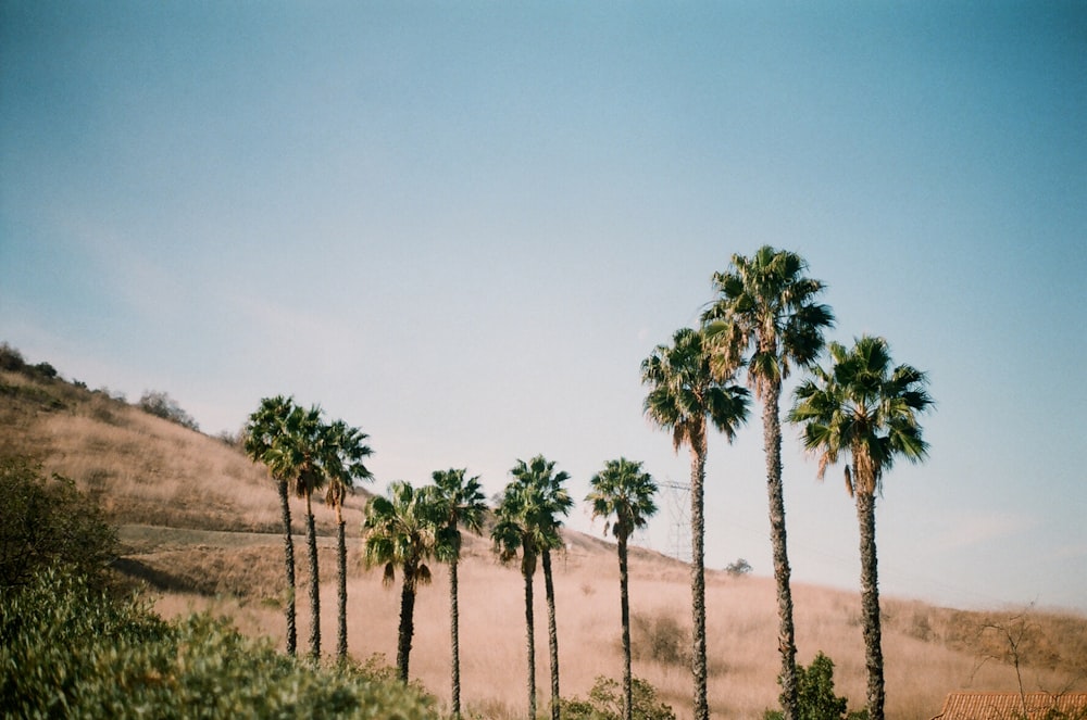 green palm trees on brown field under blue sky during daytime