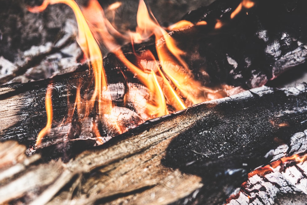 burning wood on fire pit