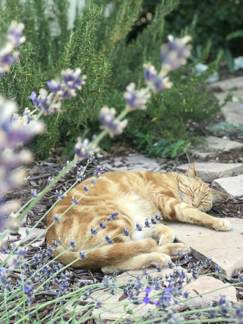 orange tabby cat lying on ground beside purple flowers during daytime
