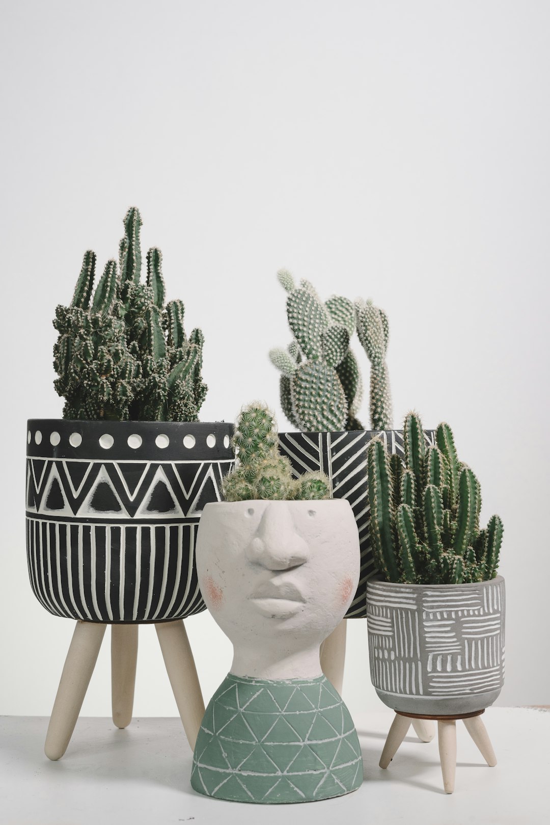 green cactus plant on white and black pot
