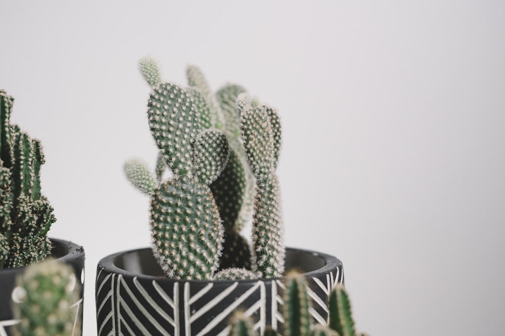 green cactus in black and white ceramic pot