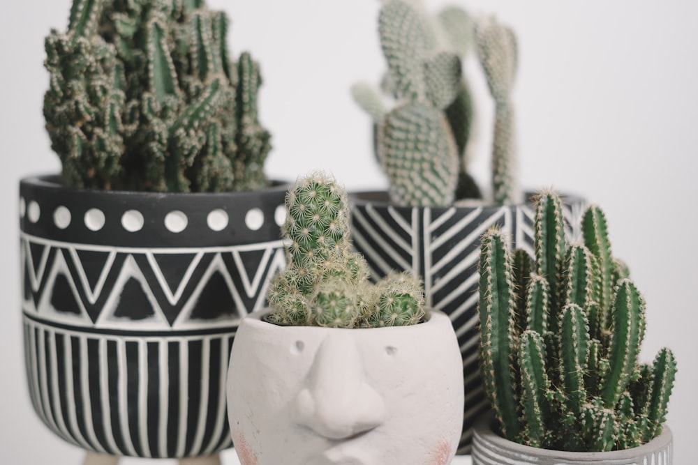 green cactus plant on white ceramic pot