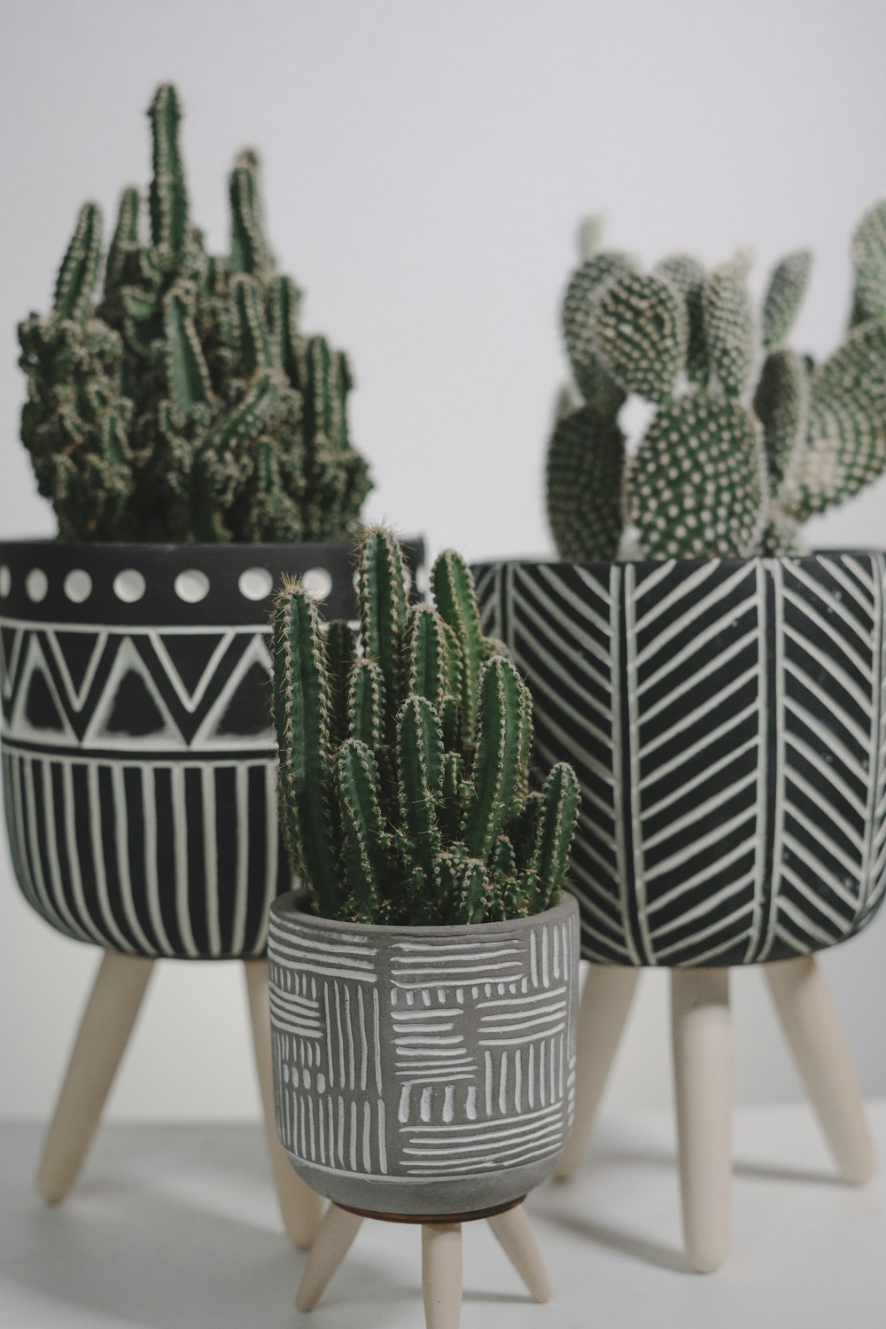 cactus plant in blue and white ceramic pot