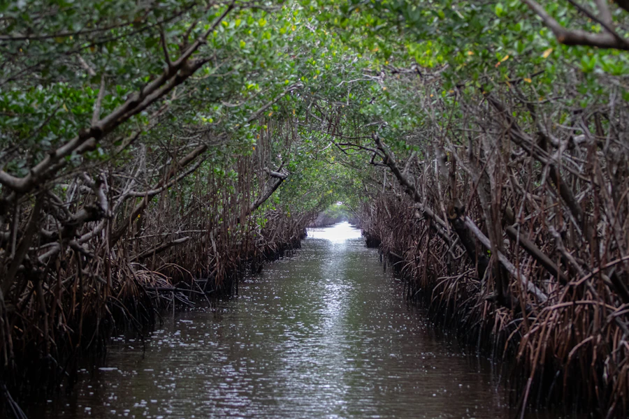 A narrow water channel running through a dense mangrove tunnel in the Everglades