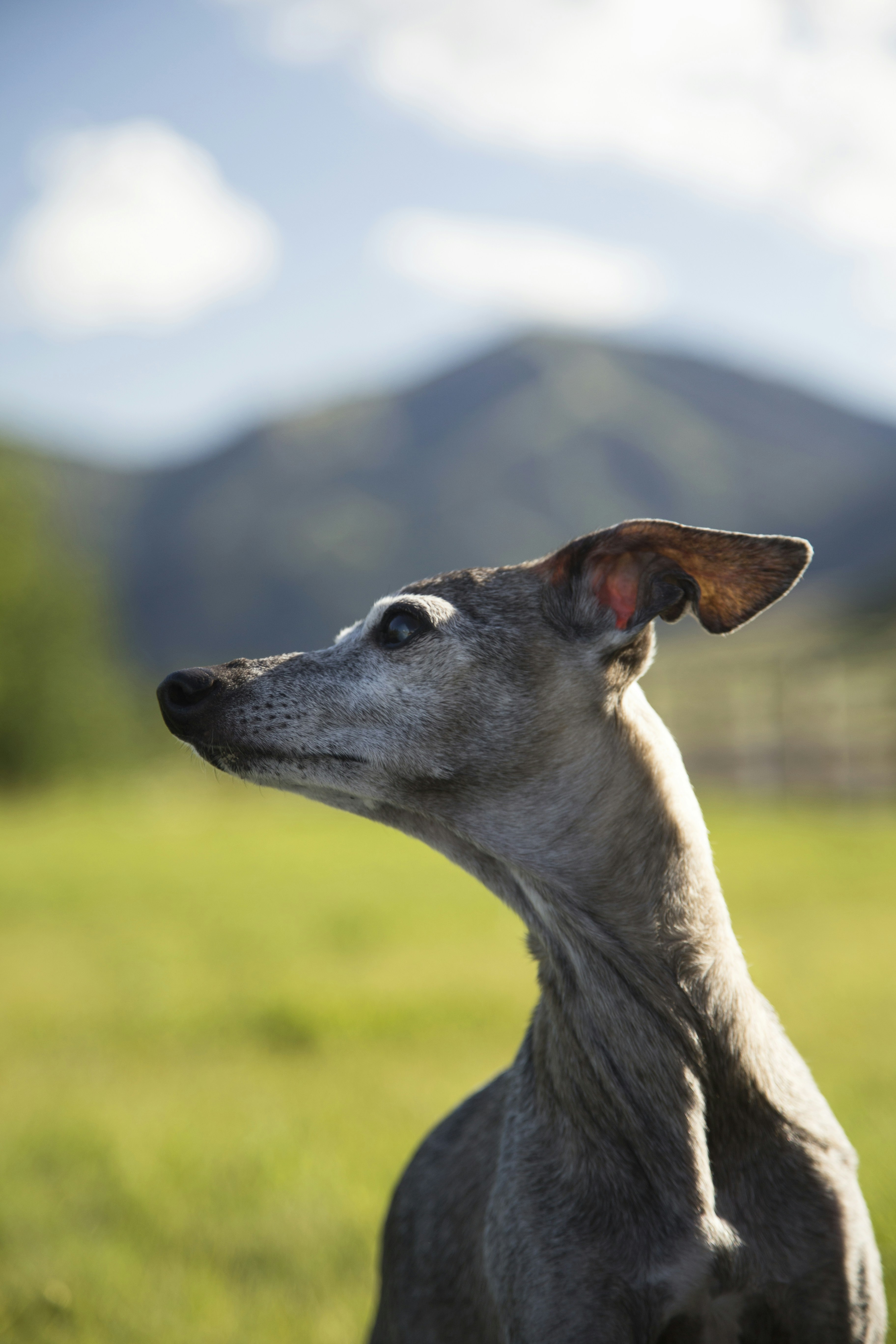 Italian Greyhound