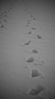 Close-up of footprints on fresh snow during a peaceful Lapland snowshoe hike