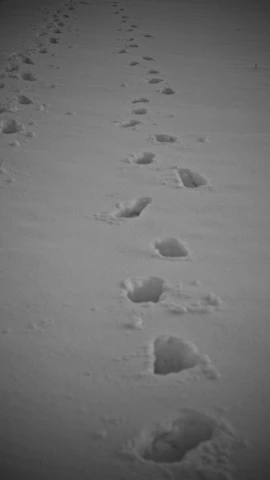 Close-up of footprints on fresh snow during a peaceful Lapland snowshoe hike