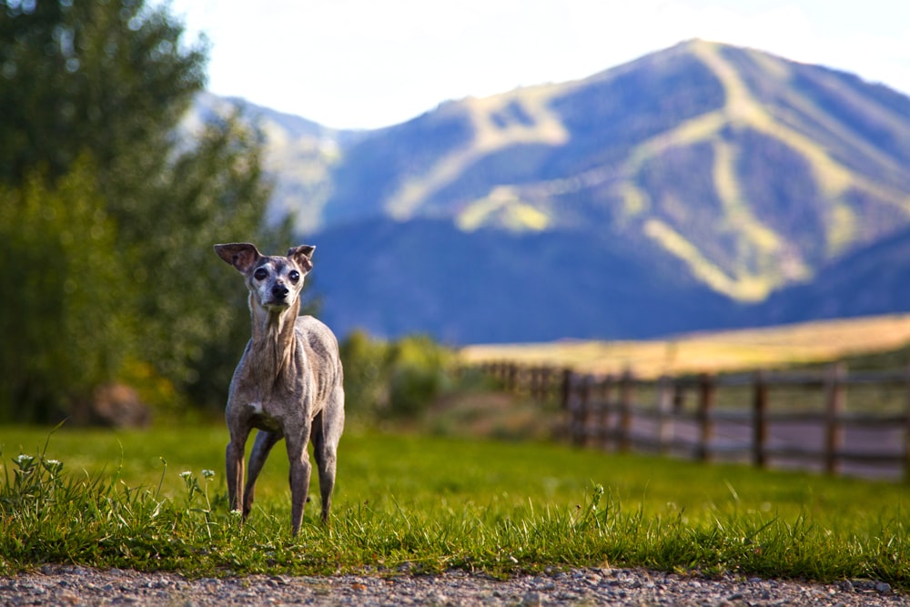 brown and white deer on green grass field during daytime