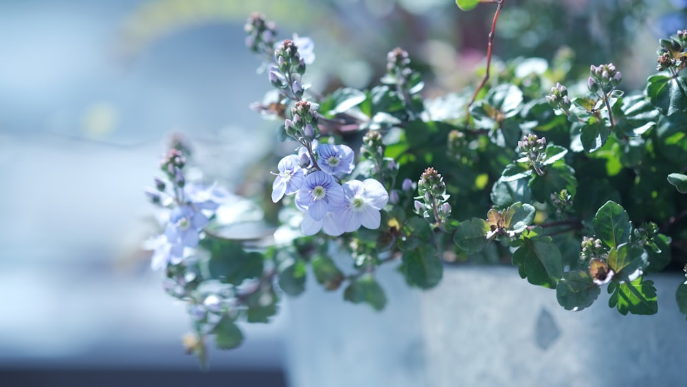 white and purple flower in tilt shift lens