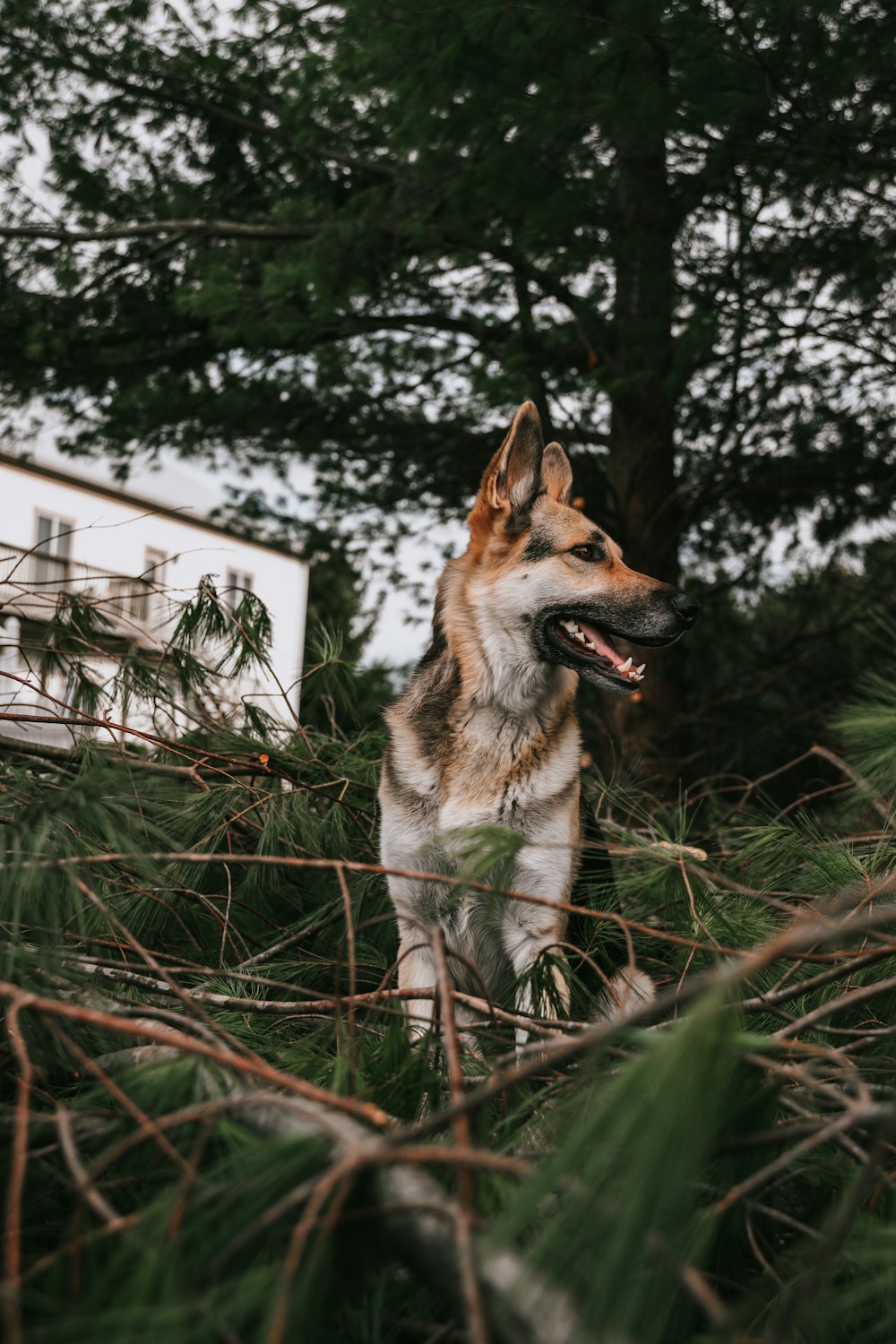 brown and white short coated dog on green grass during daytime