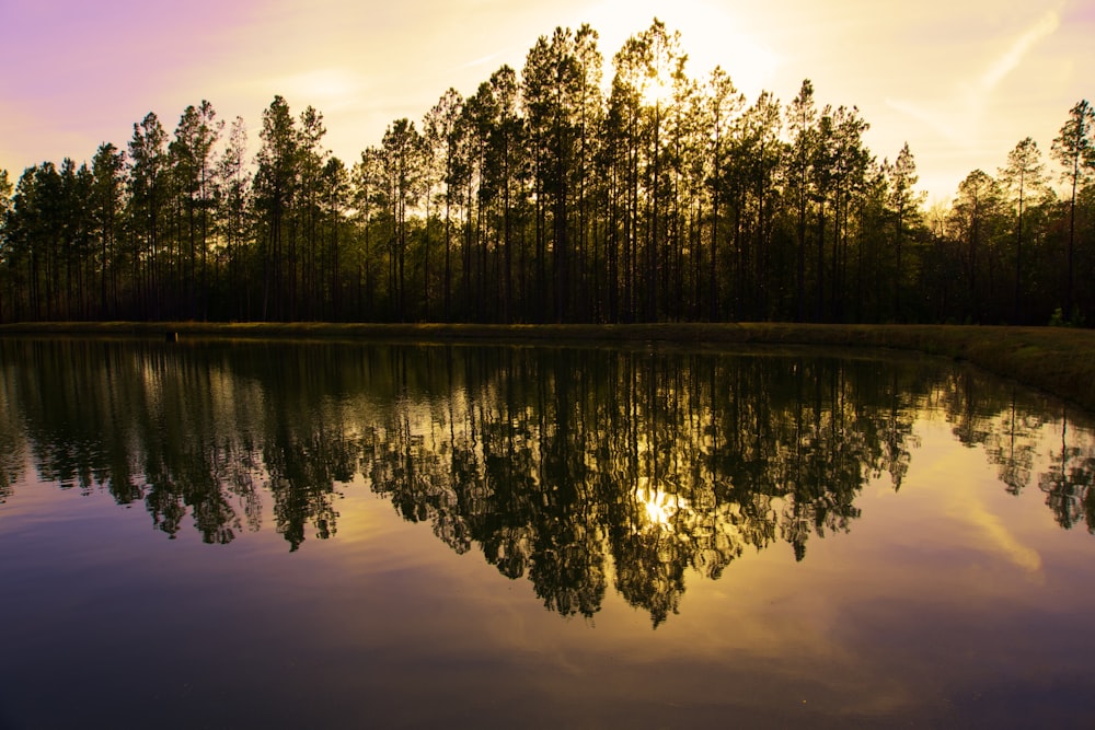 green trees beside body of water during daytime