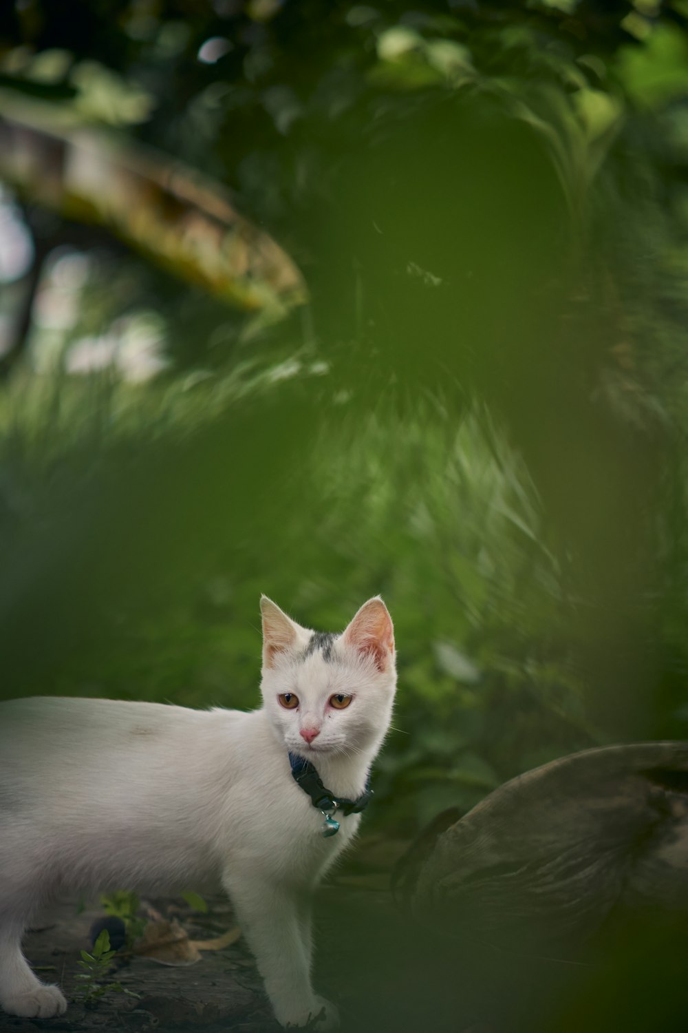 white cat on green water