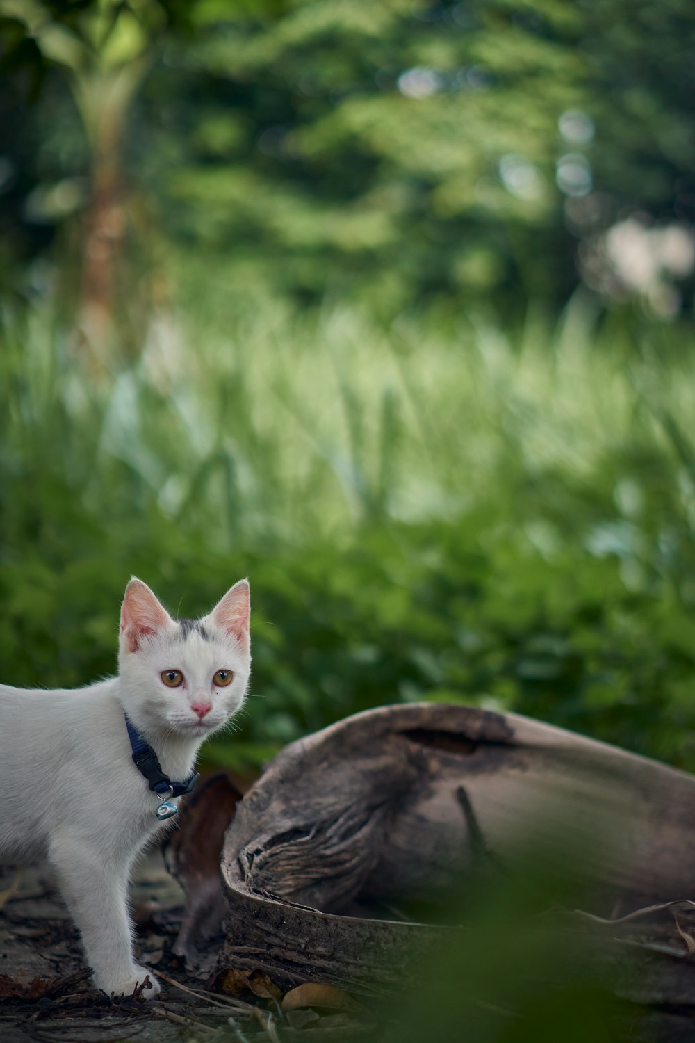 white cat on brown wooden table