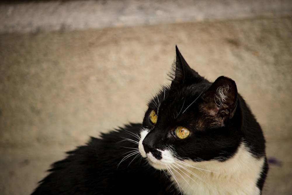 tuxedo cat on brown floor