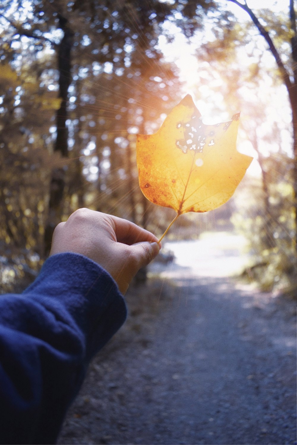 person holding yellow maple leaf