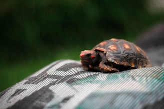 A small tortoise with a dark, patterned shell stands on a textured surface. Its head is slightly raised, showing intricate details and red markings. The background is blurred, focusing attention on the tortoise and suggesting a natural setting.