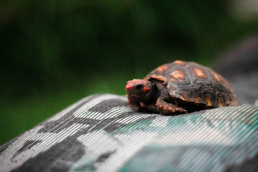 A small tortoise with a dark, patterned shell stands on a textured surface. Its head is slightly raised, showing intricate details and red markings. The background is blurred, focusing attention on the tortoise and suggesting a natural setting.