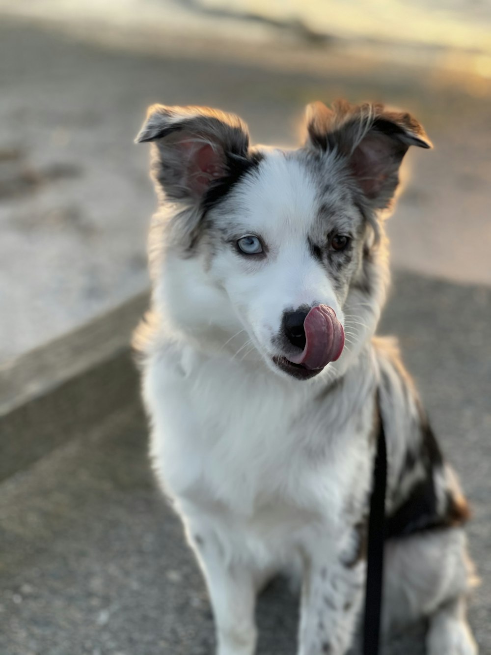 white and black border collie mix