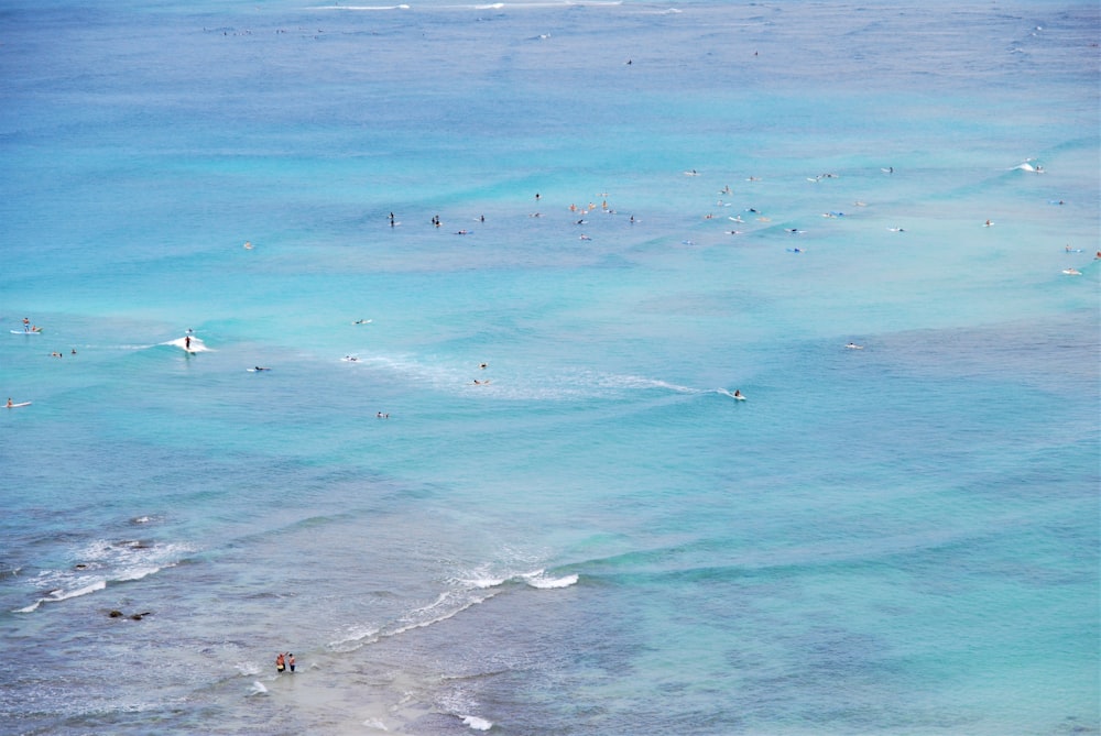 birds eye view of people surfing on sea during daytime