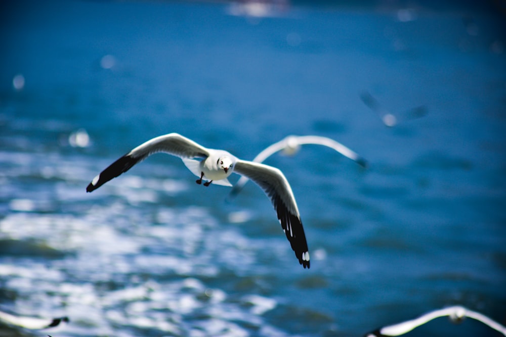 oiseau blanc et noir volant au-dessus de la mer pendant la journée