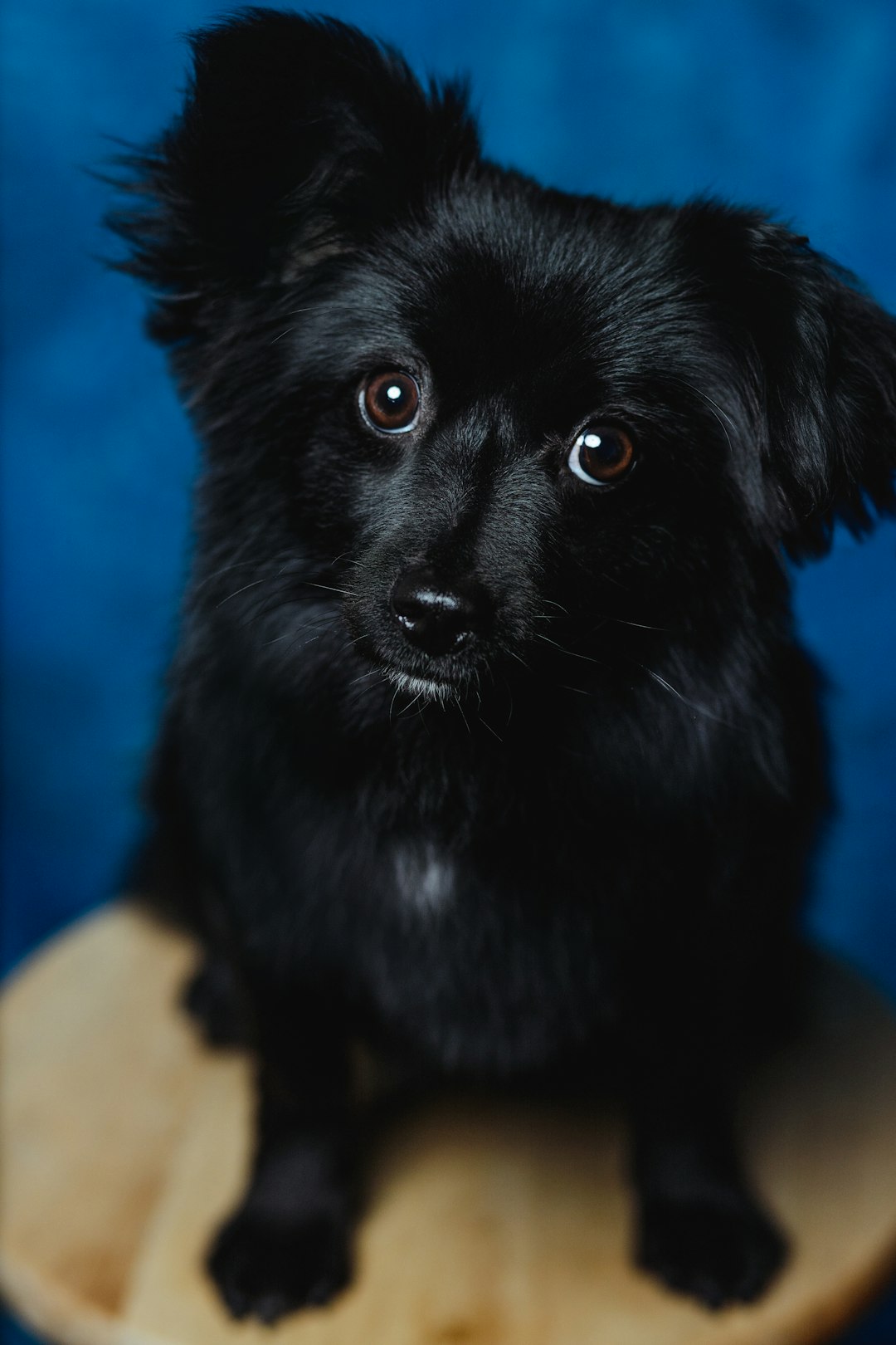 black long coated small dog