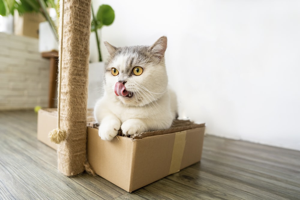 white and gray cat in brown cardboard box