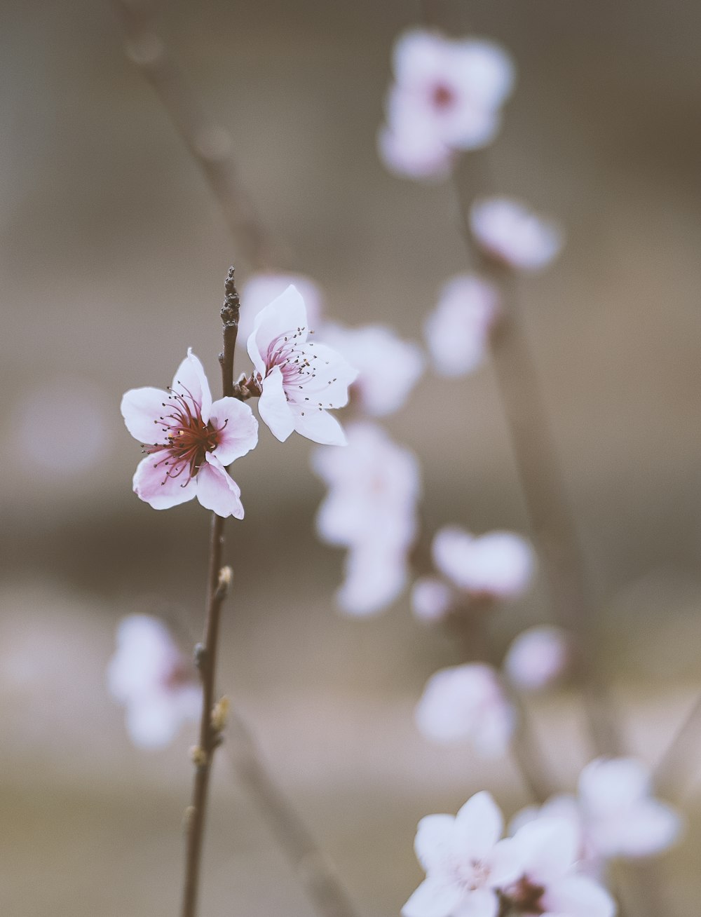 pink cherry blossom in bloom during daytime