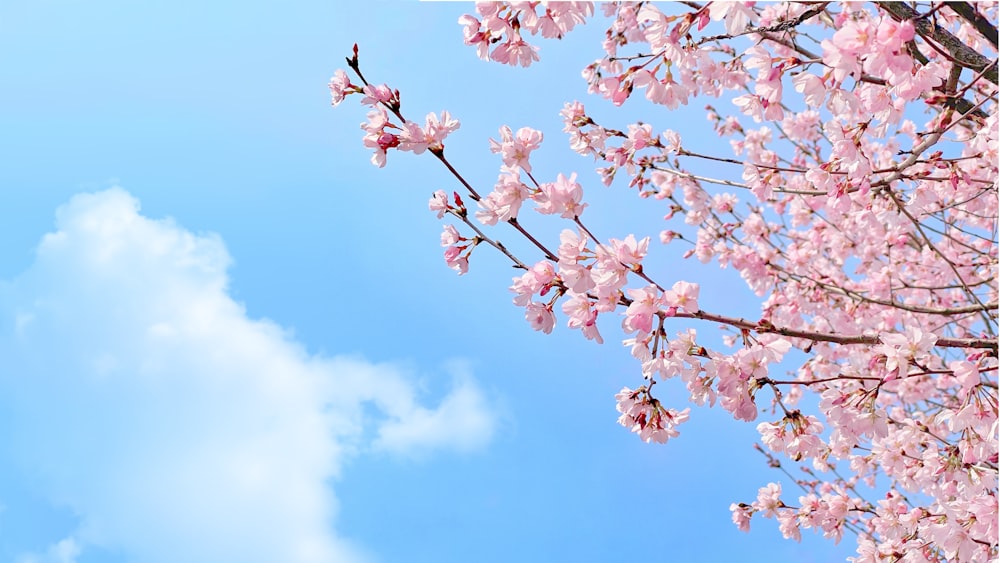昼間の青空の下のピンクの桜