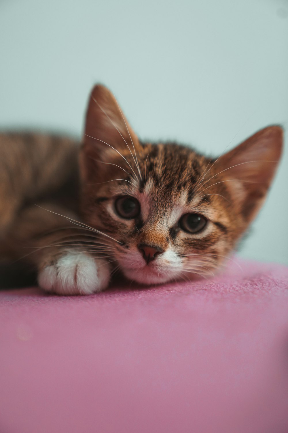 분홍색 직물에 누워있는 갈색 얼룩 고양이