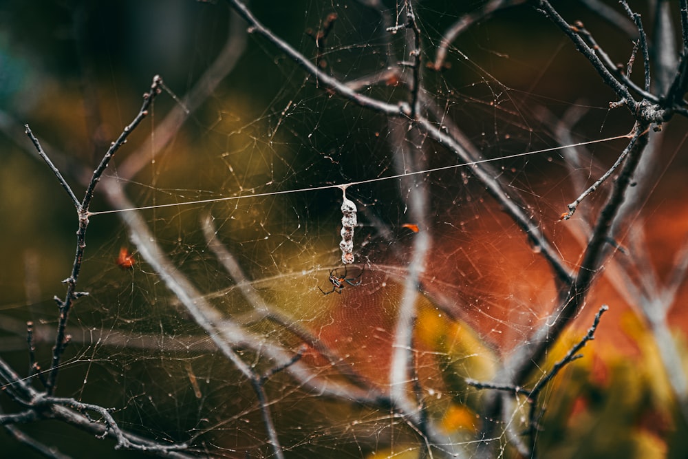 water droplets on black tree branch