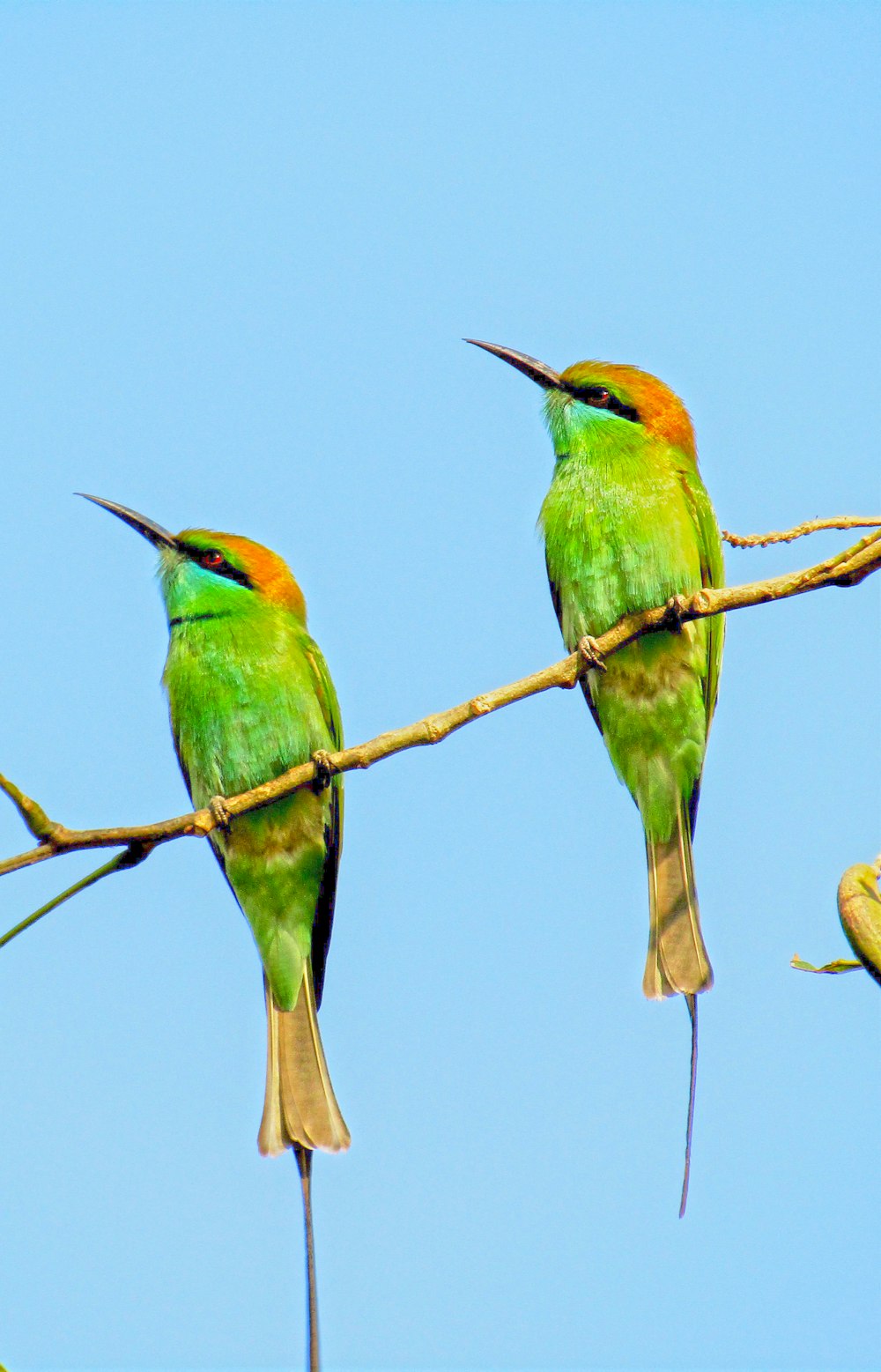 green and brown birds on brown tree branch
