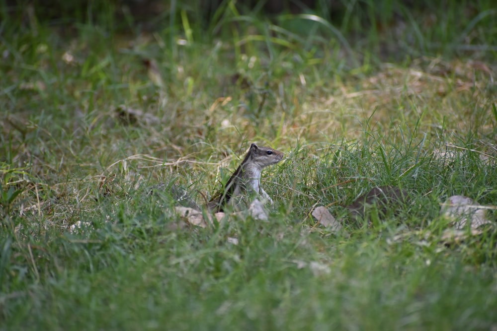 brown and gray lizard on green grass during daytime