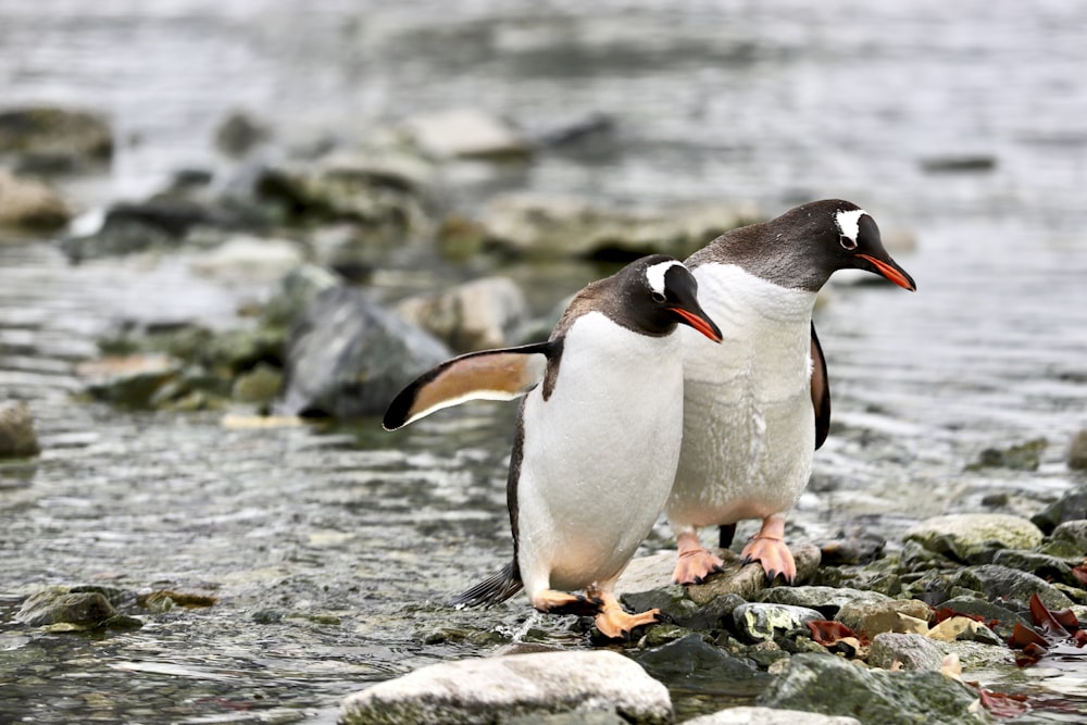 Pinguin tagsüber auf dem Wasser