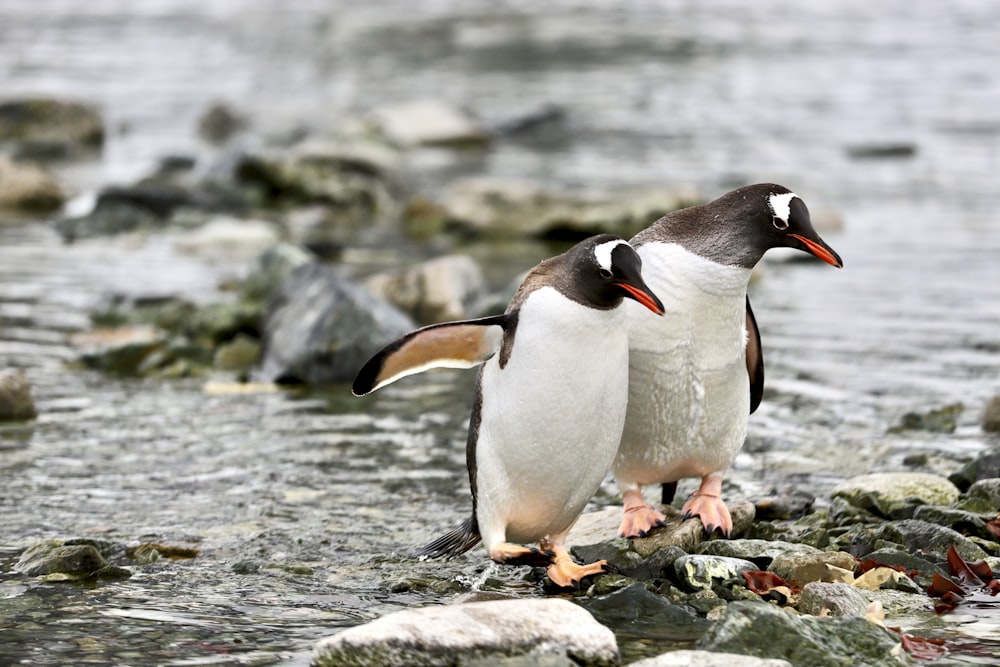 penguin on water during daytime