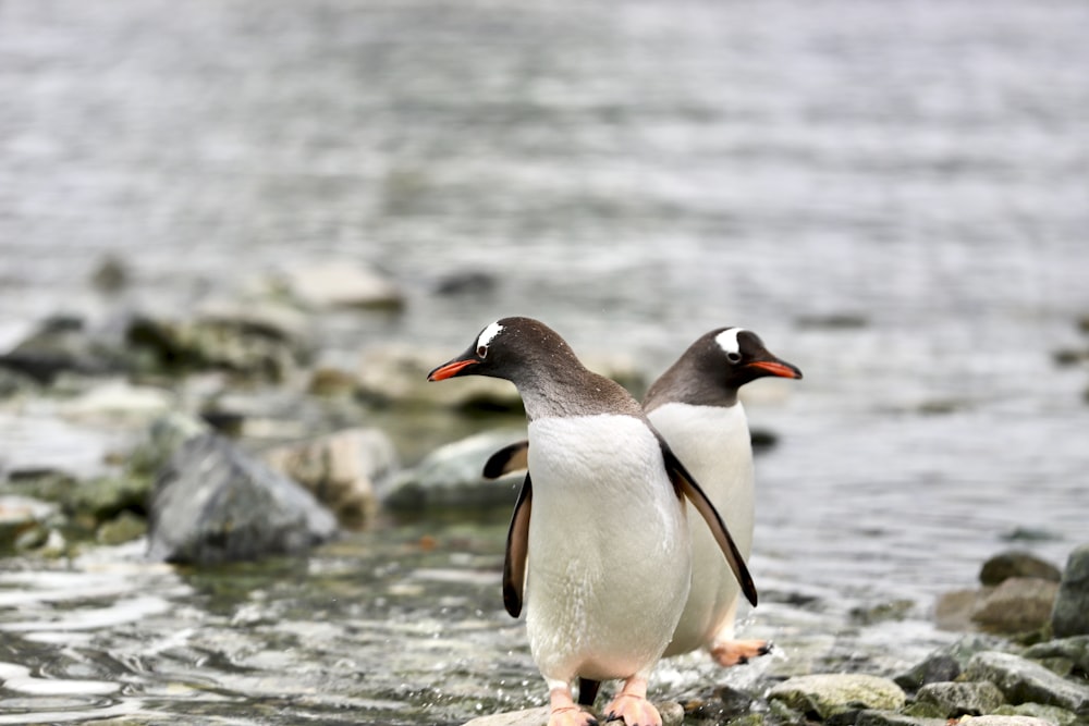 white and black penguin on water during daytime