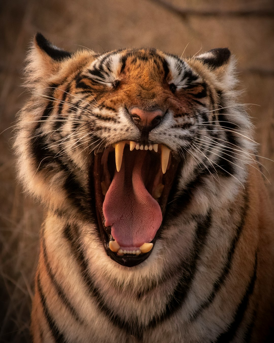 brown and black tiger showing tongue tiger