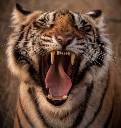 brown and black tiger showing tongue