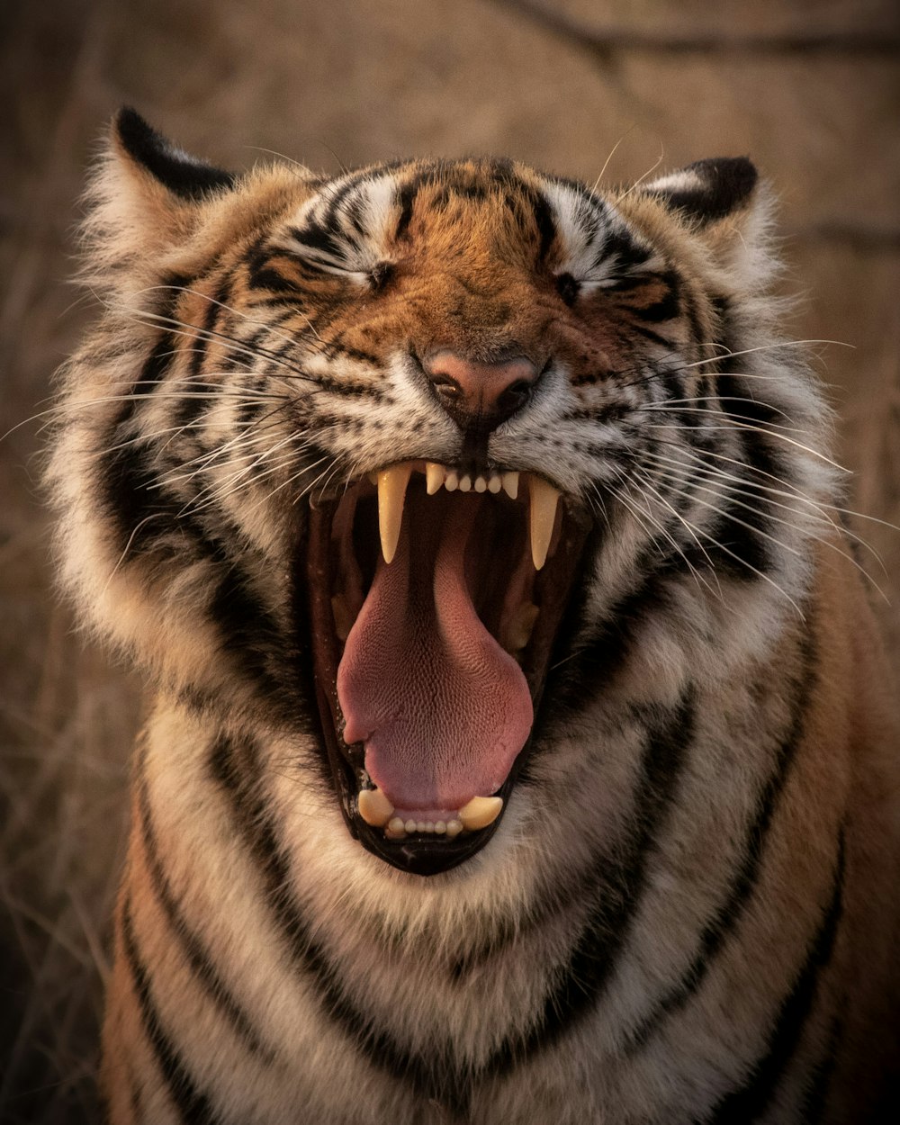 brown and black tiger showing tongue