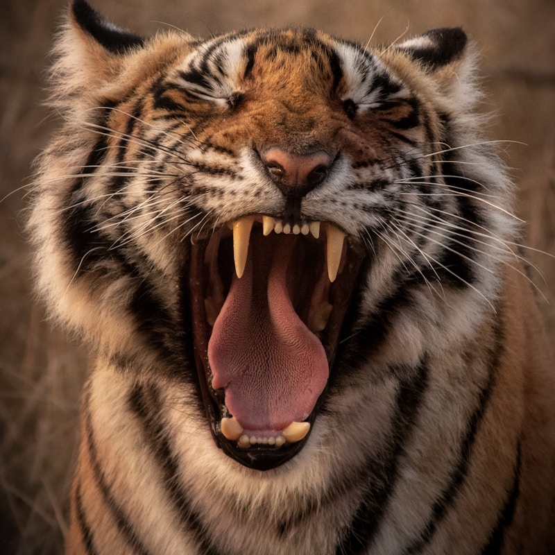 Fortune Tiger ABANGDA88