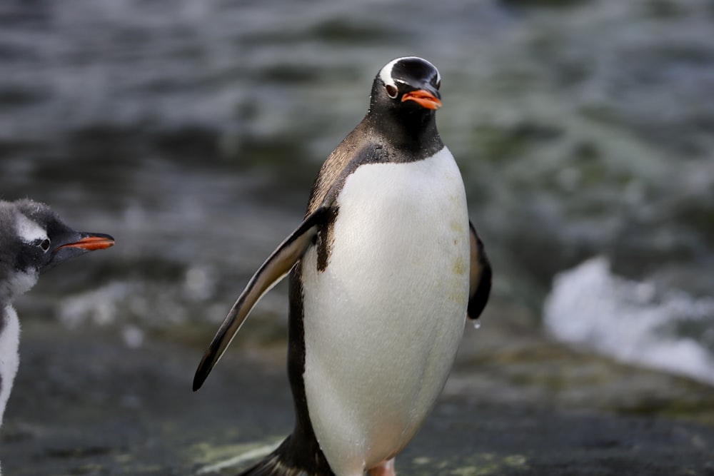 penguin on water during daytime