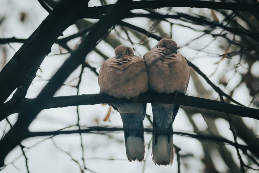 brown birds on tree branch