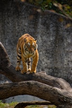 tiger on brown wooden log